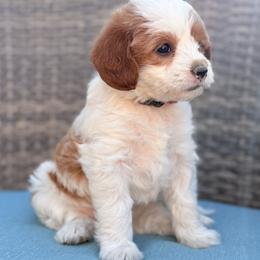Poppy (Red) - Parti female Goldendoodle puppy in Twin Falls, Idaho from Magic Valley Family Doodles