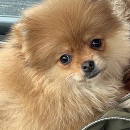 Eevie please read full ad for all details - Orange sable female Pomeranian puppy in Corydon, Indiana from Kortes Pomeranians