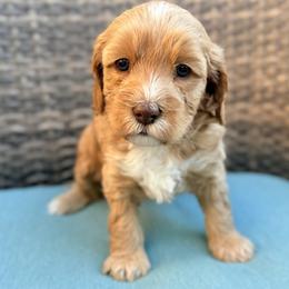 Elle - Apricot female Goldendoodle puppy in Twin Falls, Idaho from Magic Valley Family Doodles