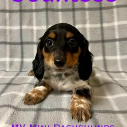 Countess - Piebald female Dachshund puppy in Carlsbad, Texas from MV Mini Dachshunds