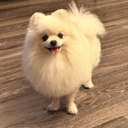 Stinky - Pomeranian