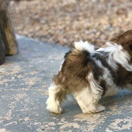 Shih Tzu Puppies from Willow Lane Shih Tzus