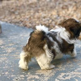 Shih Tzu Puppies from Willow Lane Shih Tzus