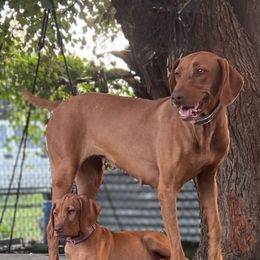 Girl pup 6th pick - Golden rust female Vizsla puppy in Boaz, Alabama from MountainTop Vizslas