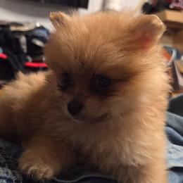 Chocolate sable merle - Chocolate sable female Pomeranian puppy in Hazleton, Indiana from Hyneman's Haven Poms