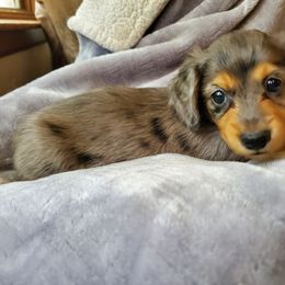 Dachshund Puppies from Pure Joy Dachshunds