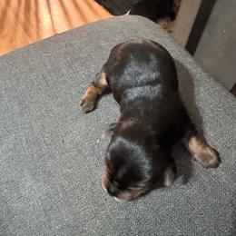 Murphy - Black and tan male Yorkshire Terrier puppy in Bruceville, Indiana from Baby Girl’s Yorkies, Shih-Tzu, Shorkies