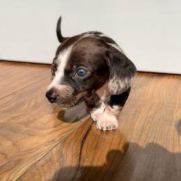 Opal - Dapple female Dachshund puppy in Los Angeles, California from Dachshunds of the Desert