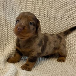 Boy 1 - male Dachshund puppy in Cobb, Wisconsin from ATR Dachshunds