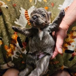 Jesse (FLUFFY) - Blue fawn female French Bulldog puppy in Bend, Oregon from High Lakes Frenchies