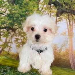 Fluffy - White male Maltipoo puppy in Chariton, Iowa from Olga's Puppies