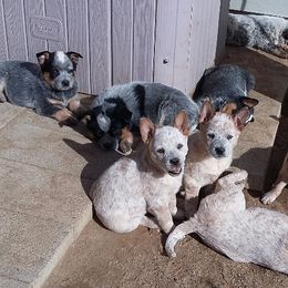 Australian Cattle Dog Puppies from RnB Cattle Dogs