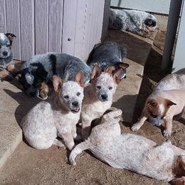 Australian Cattle Dog Puppies from RnB Cattle Dogs