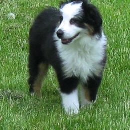 Kate - Miniature American Shepherd