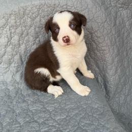 Girl 1 - Red female Border Collie puppy in Centerville, Washington from Forthright Farms