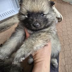 Aspen - Gray silver and black Keeshond puppy in Rogers, Minnesota from Legacy Keeshonds