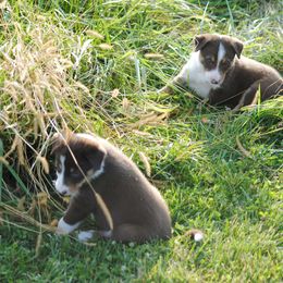 Border Collie Puppies from Graham Livestock
