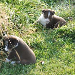 Border Collie Puppies from Graham Livestock