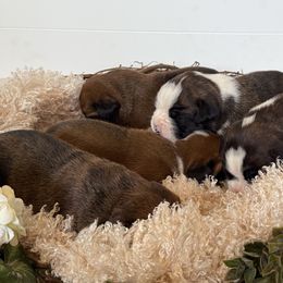 Boxer puppies from Krieger Family Boxers