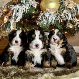 Bernese Mountain Dog Puppies from Bluffside Berners