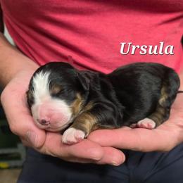 Ursula - Tri-color female Bernedoodle puppy in Blackfoot, Idaho from Draper Mountain Doodles
