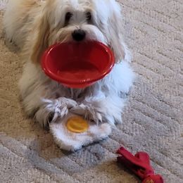 Cavaton All Grown Up from Lakeshore Cavatons