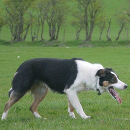 American Bulldogs and Border Collies from X-PERT JD'S
