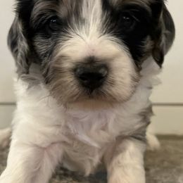 Aussiedoodles from Avery's Aussiedoodles