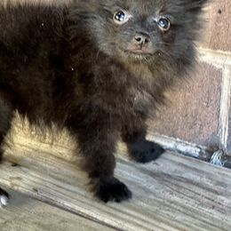 Pomeranian Puppies from Somos Pomeranians | Selectively Bred Puppies