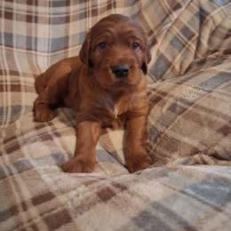 Brown collar Female - Mahogany female Irish Setter puppy in East Bloomfield, New York from Down East Setters