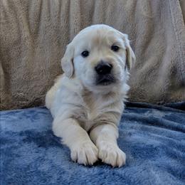 Male - Light golden male Golden Retriever puppy in Roseburg, Oregon from Unbound Goldens