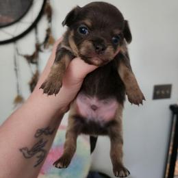 Arley - Blue and tan male Chihuahua puppy in Ashtabula, Ohio from Paw's & Awe's Chihuahuas