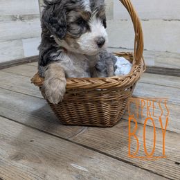 Cypress - Blue merle male Bernedoodle puppy in Cambridge, Minnesota from Country Meadow Doodles