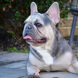 Piper - French Bulldog