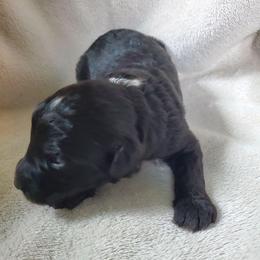 Peaches - Black female Sheepadoodle puppy in Bellevue, Iowa from Fluffy Wonders Poms and Doodles