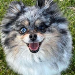 Ivy - Pomeranian
