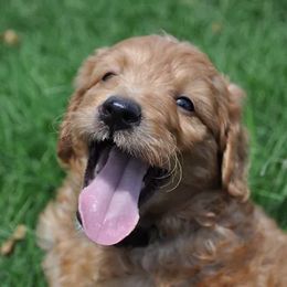 Goldendoodles from Rainbows End Puppies