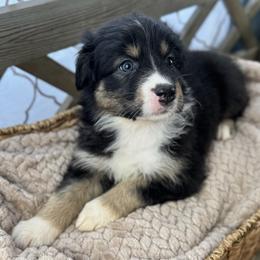 Girl 6: Blossom - Black tri-color female Australian Shepherd puppy in Volant, Pennsylvania from Addie's Aussies