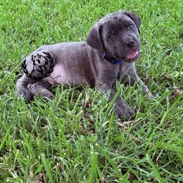 Blue collar - Gray brindle male Cane Corso puppy in Laplace, Louisiana from Tou Tru kennel