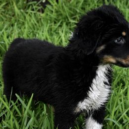 Australian Shepherd Puppies from Ellie Mae Aussies