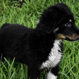 Australian Shepherd Puppies from Ellie Mae Aussies