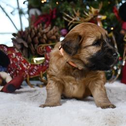 Harry - Wheaten male Soft Coated Wheaten Terrier puppy in Kirksville, Missouri from BellSharps Australian Shepherds