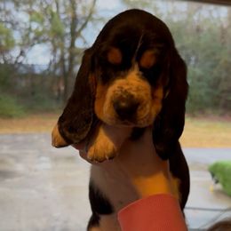 Wednesday - Black brown and white female Basset Hound puppy in Dalton, Georgia from Pride Rock Basset Hounds
