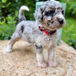 Snowman - Blue merle male Aussiedoodle puppy in Chattanooga, Tennessee from Leafy Acre Mini Farm