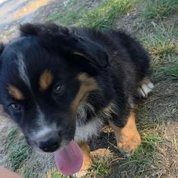 Spade - Black tri male Miniature Australian Shepherd puppy in Leonard, Texas from Tin Roof Aussies
