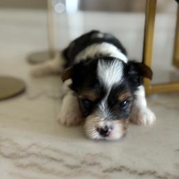 Mickey - Black tan and white male Biewer Terrier puppy in Cartersville, Georgia from Alpha Tiny Paws