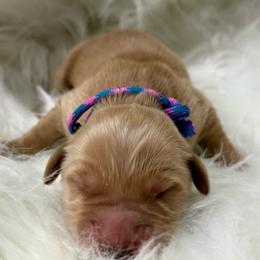 Cotton Candy - Dark golden female Golden Retriever puppy in Yakima County, Washington from Saddle Rock Kennels
