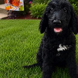 Ben - Black male Irish Doodle puppy in Maryland from Grind Stone Breeding Kennels