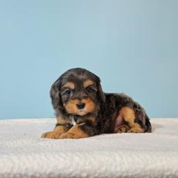 Gunnar - f2b (2 lbs 10 oz) - Merle male Cavapoo puppy in Floyd, Virginia from Hearts and Paws Poodles and Doodles