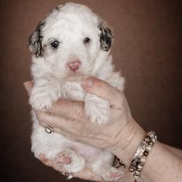 Pink Collar Siobhan - Merle female Bernedoodle puppy in Camden, North Carolina from Fleury Farm Doodles NC